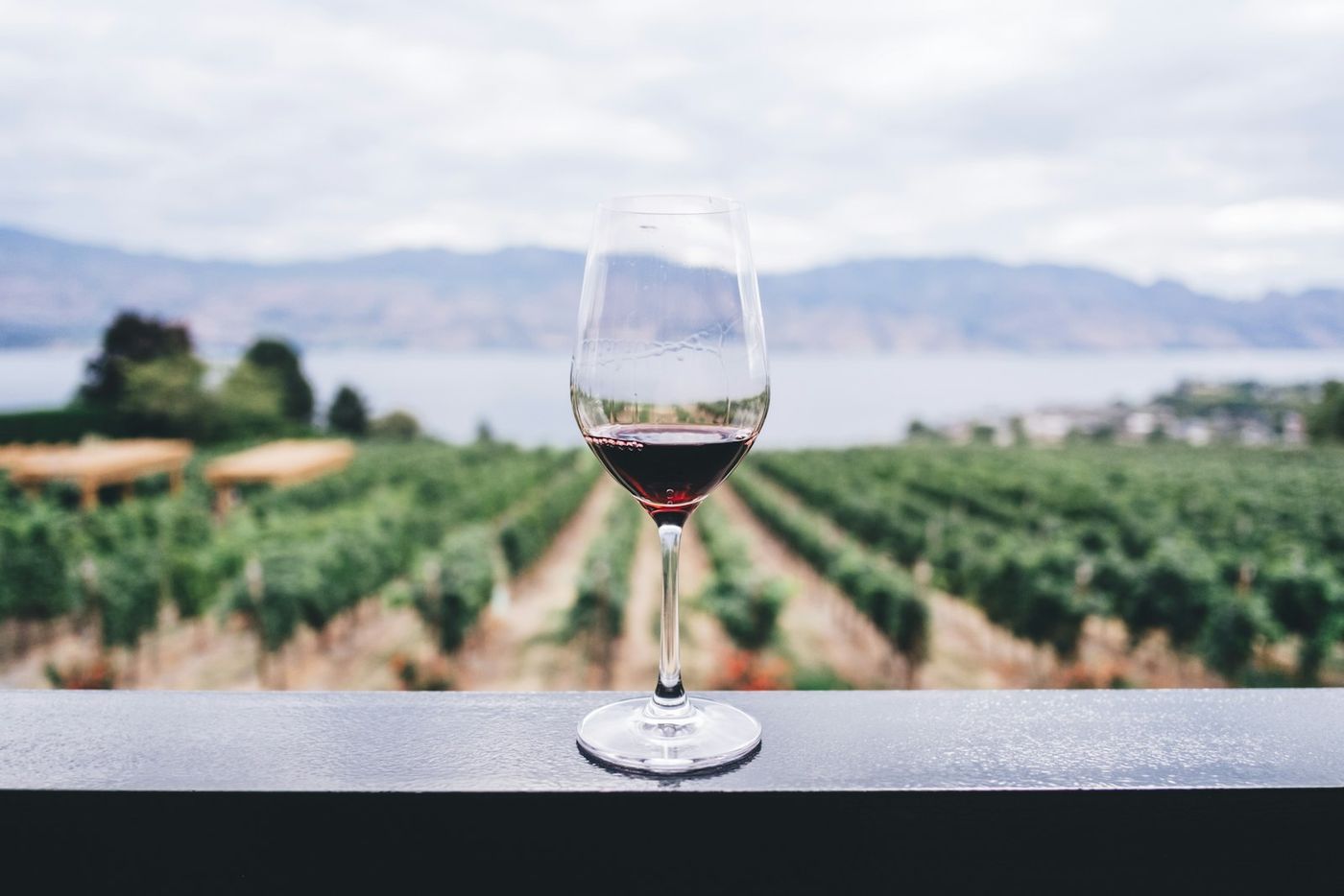 Viñedo con la cordillera de los Andes al fondo, Mendoza